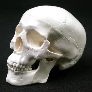 Мини череп Човешка анатомична анатомична анатомична глава Изучаване на анатомия Учебни пособия Черепен модел Човешки анатомичен модел Медицина